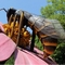 Χειροποίητα έντομα Animatronic Giant Wasp Αφρός Υψηλής Πυκνότητας Αδιάβροχο