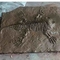 Εμπορικό κέντρο Replicas Dinosaur Bone , Replica Dinosaur Fossil Skulls