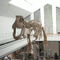 Αντίγραφο Indoor Dinosaur Skeleton Youth Age Εγγύηση 12 μηνών