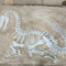 Ρεπλίκα δεινοσαύρων σε φυσικό μέγεθος, απολίθωμα ρεπλίκα δεινοσαύρων για επιχειρηματικές δραστηριότητες
