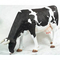 Ρεαλιστική ζωική αδιάβροχη ζωή αγαλμάτων - γλυπτό αγελάδων μεγέθους που προσαρμόζεται διαθέσιμο