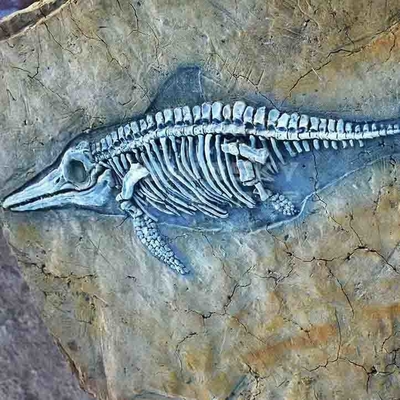 Αγορά Εμπορικό κέντρο Replicas Dinosaur Bone , Replica Dinosaur Fossil Skulls online manufacture