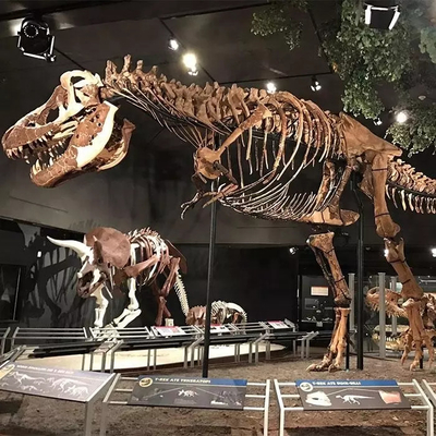 Ανθεκτικό στις καιρικές συνθήκες Replica Skeleton Dinosaur / Replicas Dinosaur Bone