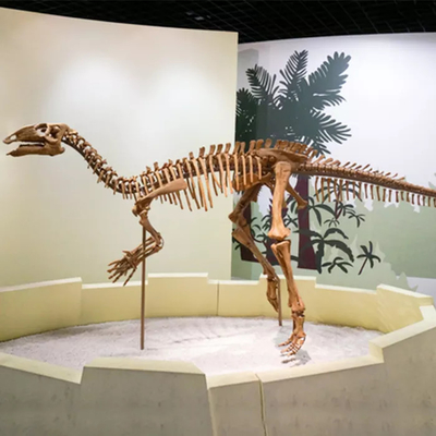 Αγορά Εμπορικό κέντρο Dinosaur Skeleton Replica Size Προσαρμόσιμο απολίθωμα κρανίου δεινοσαύρων online manufacture